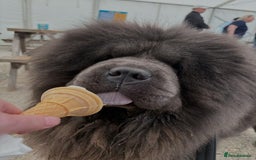Chow Chow dogs for sale: Chow chow puppies - Image 14