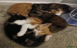 Mixed Breed cats for sale: Loving kitten - Image 5