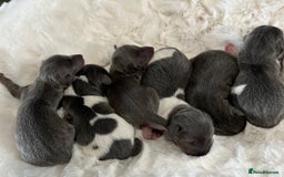Miniature Dachshund dogs for sale: Mini Miniture dachound  - Image 10