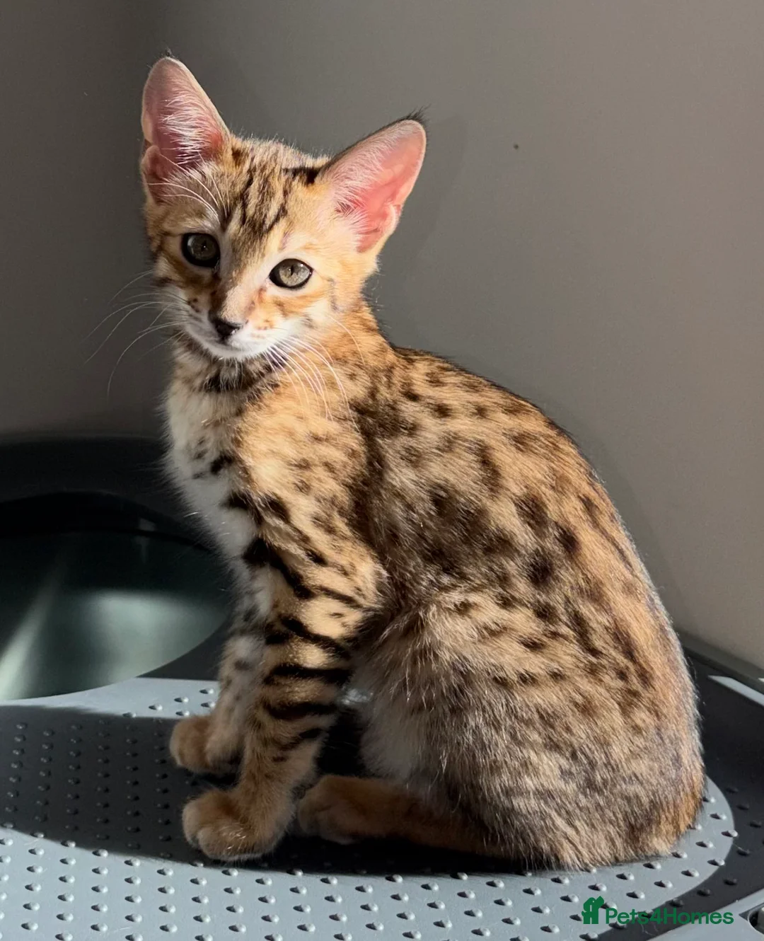 Savannah cats for sale: TICA F3 Savannah Kittens - Luxe Cat co. in Blackpool - Advert 10