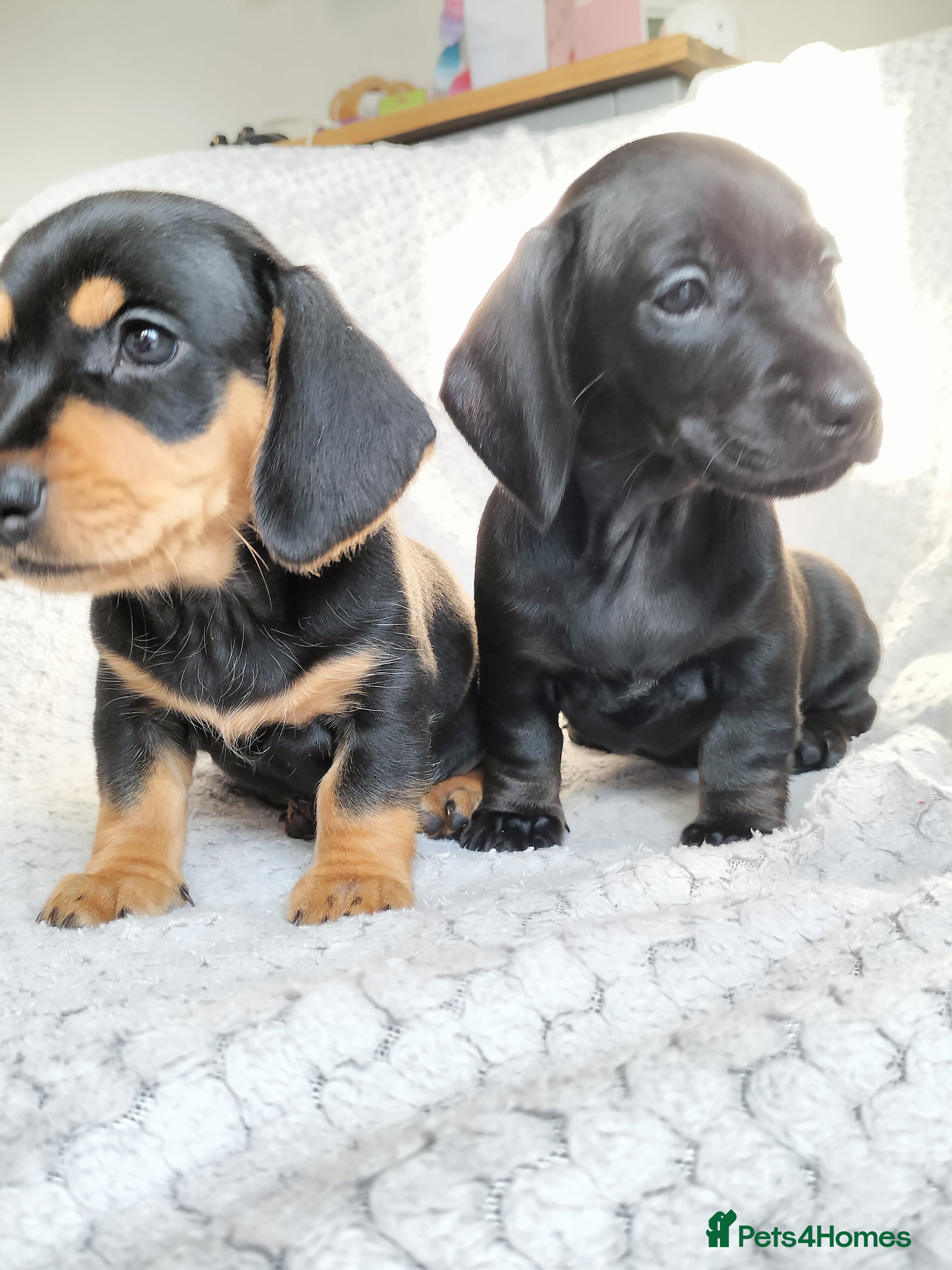 Miniature Dachshund dogs Beautiful miniature dachshunds 😊 - Advert 12