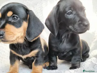 Miniature Dachshund dogs Beautiful miniature dachshunds 😊 - Advert 12