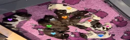 German Wirehaired Pointer dogs for sale: Kc reg german wirehaired pointer puppies for sale - Advert 3