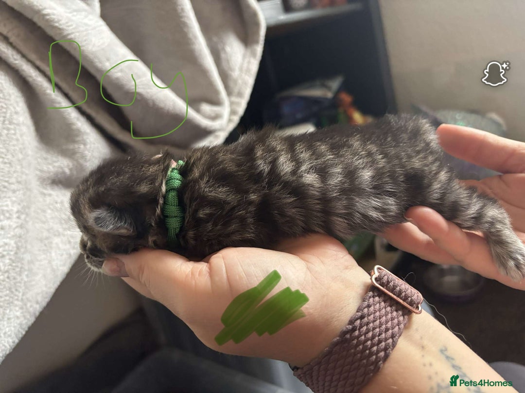 Maine Coon cats for sale: Maine coon cross  - Image 21