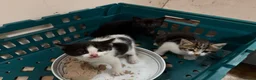 Mixed Breed cats for sale: Ready now Kittens  - Advert 3