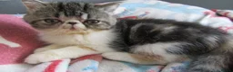 Exotic cats for sale: Super sweet Exotic female kitten READY NOW - Advert 26