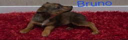 Mixed Breed dogs for sale: Jackshund - Advert 3