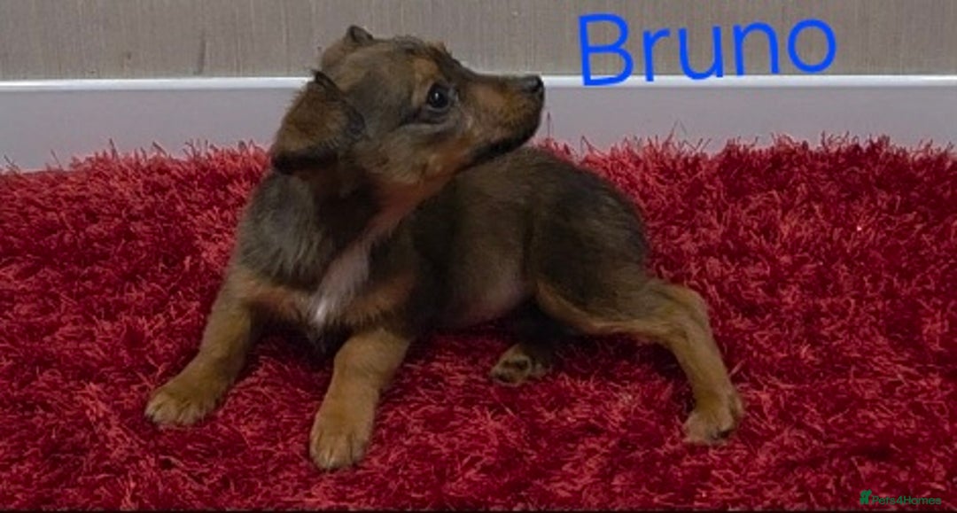Mixed Breed dogs for sale: Jackshund - Advert 3