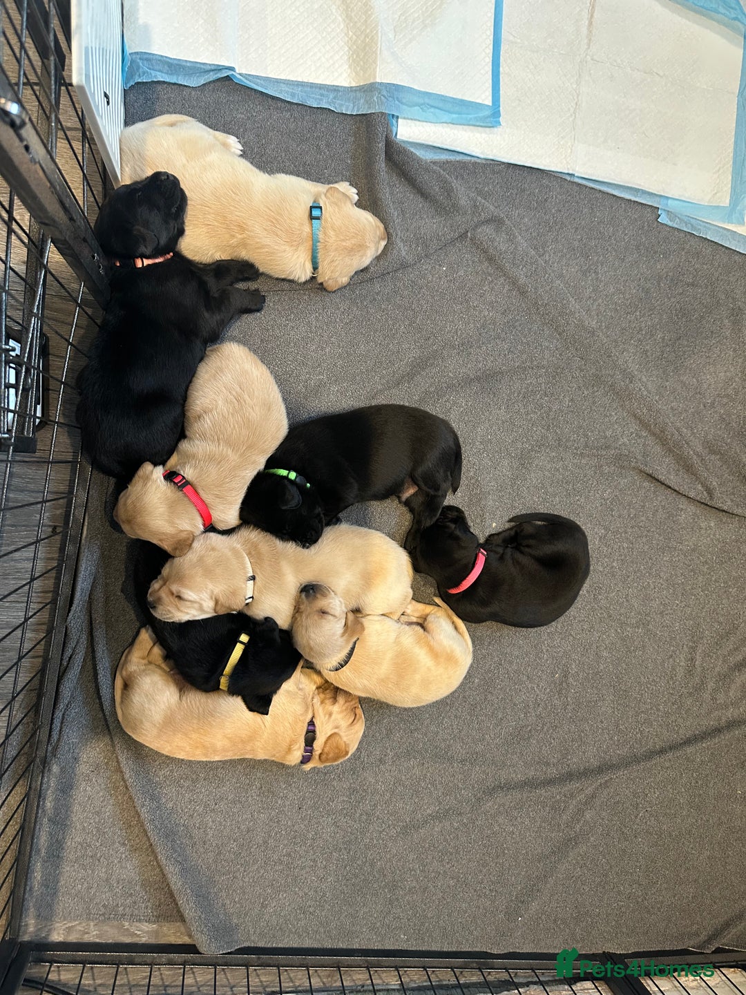 Springador dogs for sale: 4 Male Labrador available - Advert 17