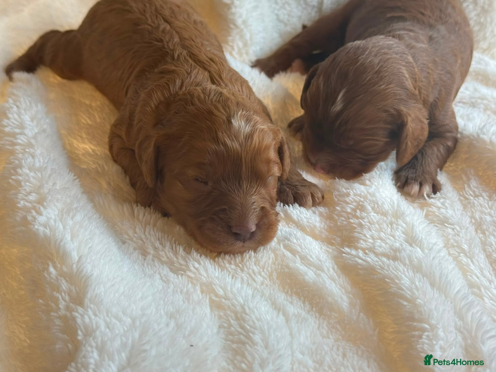 Cavapoo dogs F1 Cavapoo Boy available  - Advert 1