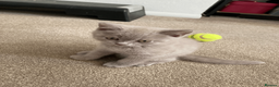 British Shorthair cats for sale: Beautiful BSH Kittens/Blue/Lilac/GCCF parents - Advert 9