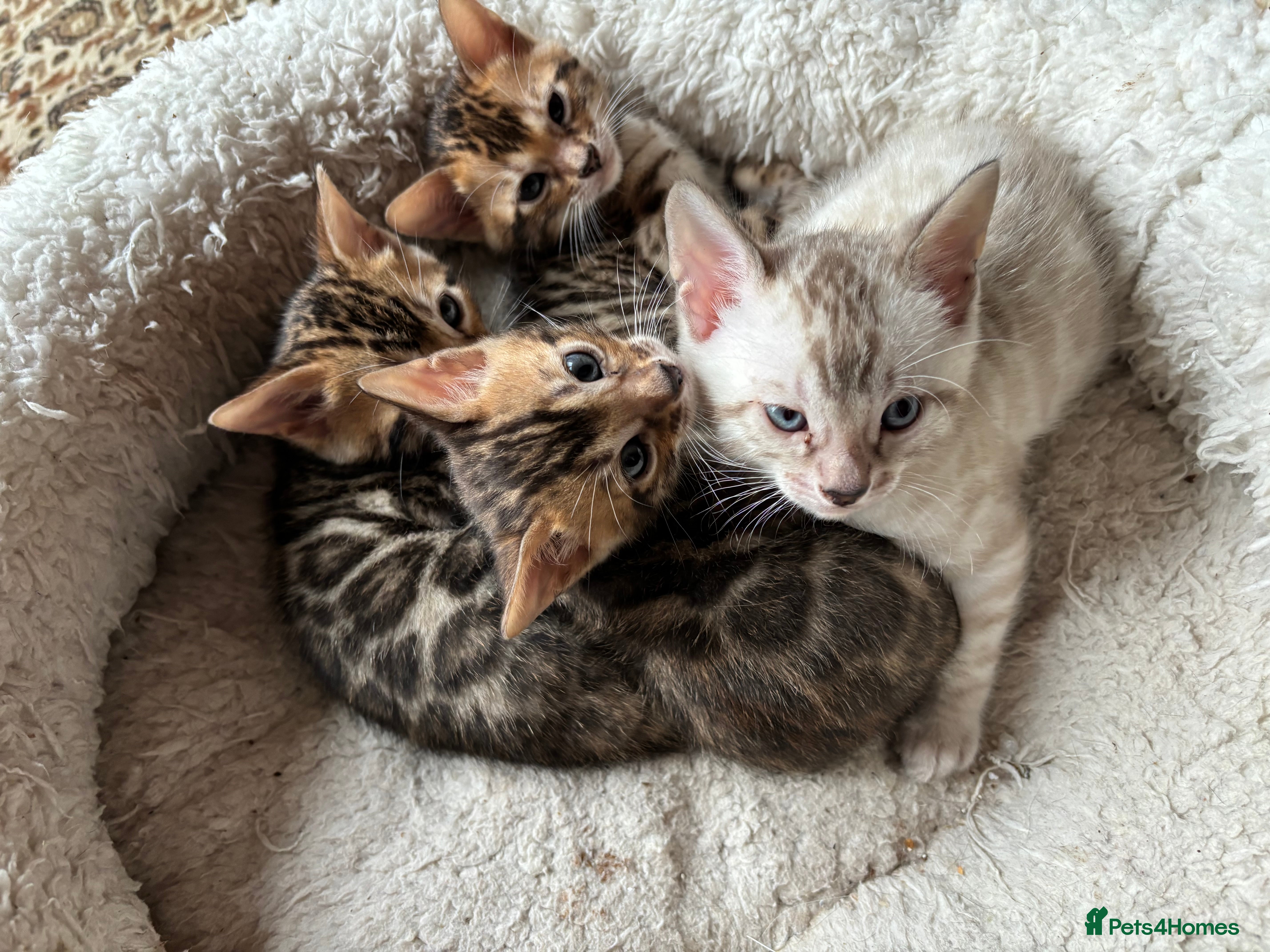 Bengal cats Bengal kittens 1 snow lynx 3 brown - Advert 1