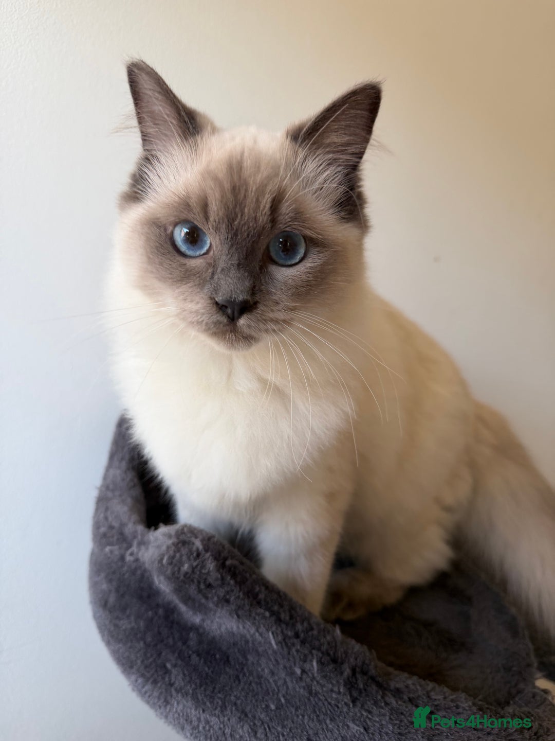 Ragdoll cats for sale: Ragdoll Kittens Looking for Their Forever Homes  - Image 10