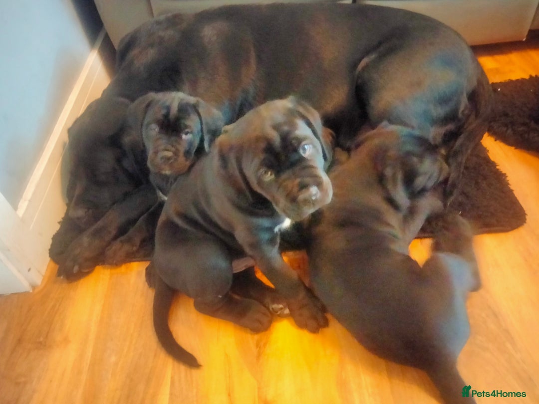 Cane Corso dogs for sale: Cane Corso puppies 14/11/25 - Image 16