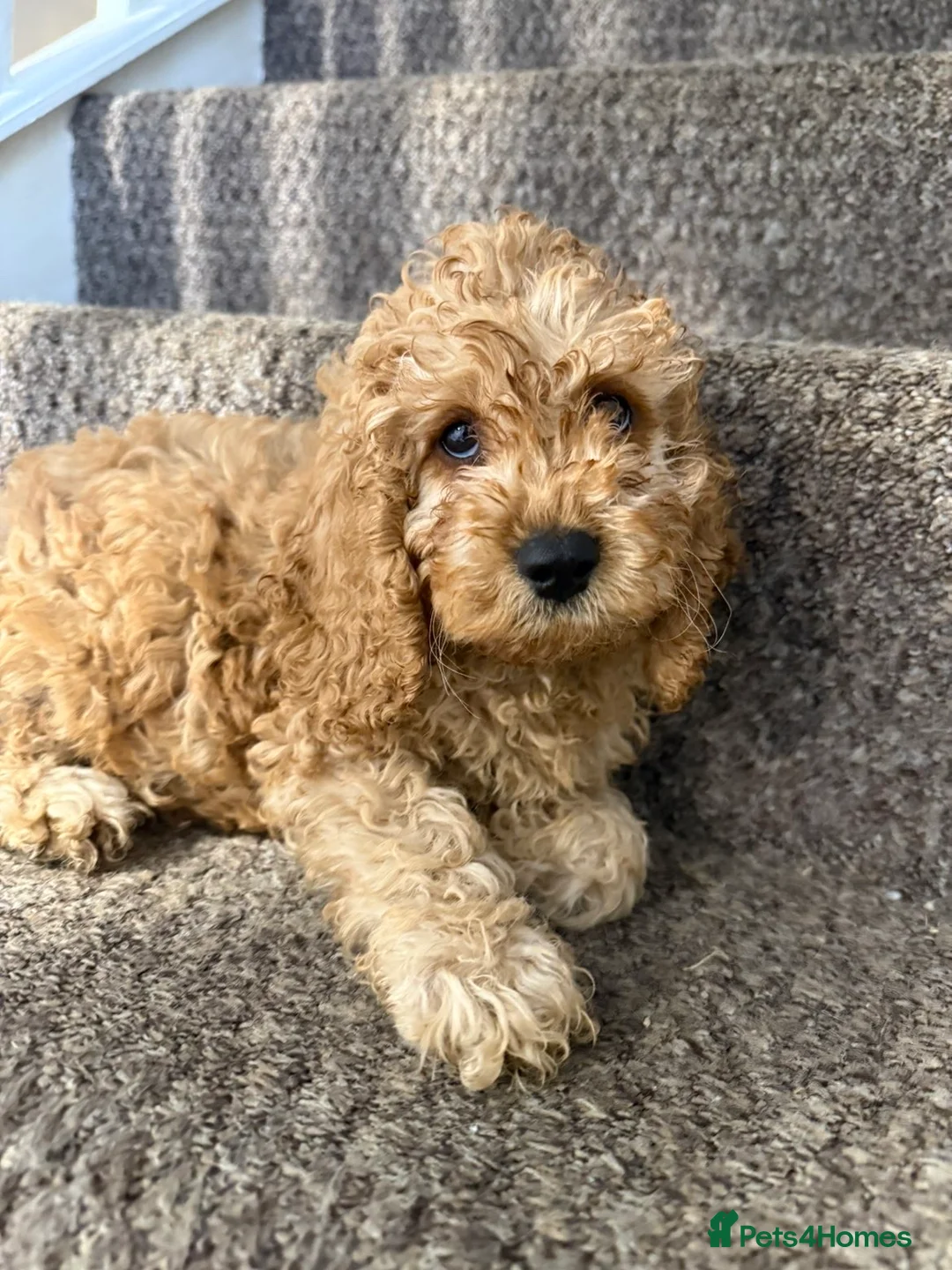 Cockapoo dogs for sale: Three beautiful cockapoo puppies  in Llanelli - Advert 2