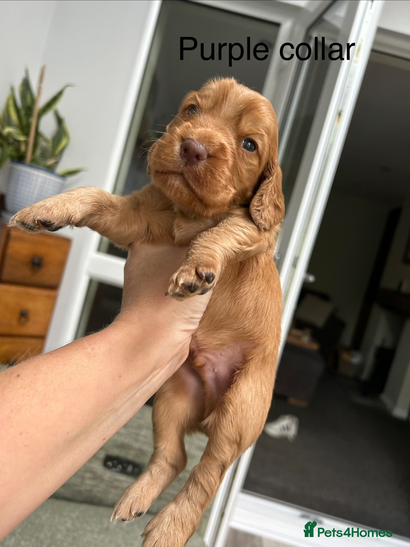 Cocker Spaniel dogs for sale: Litter of Kennel Club working Cocker Spaniels - Advert 2