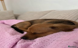 Mixed Breed dogs for sale: Mini Dachshund x Pomeranian girl - Image 5