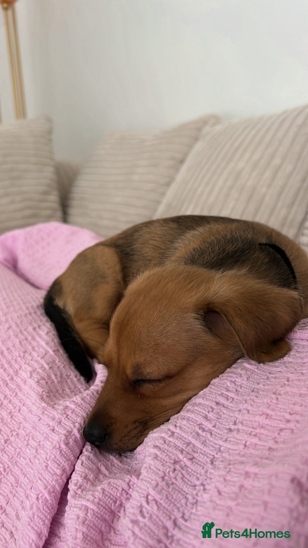 Mixed Breed dogs for sale: Mini Dachshund x Pomeranian girl - Image 5