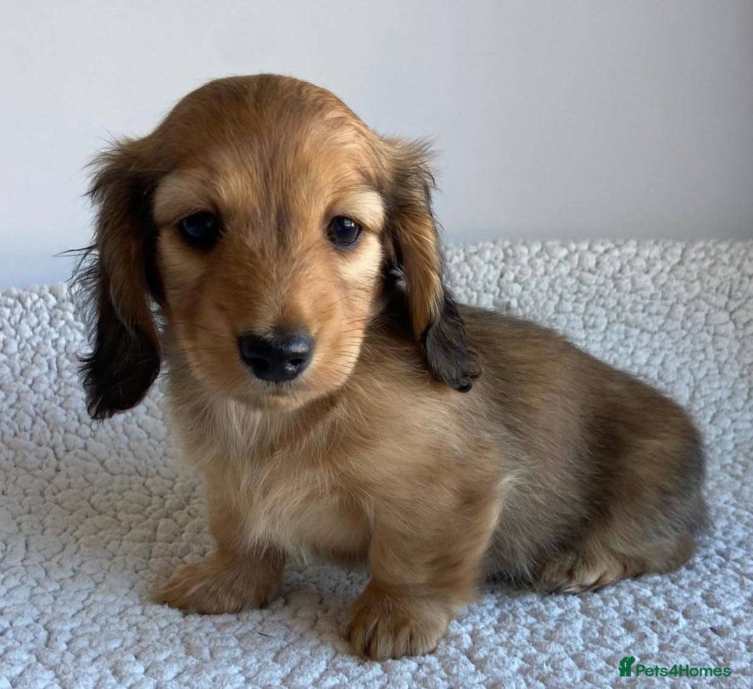Miniature Dachshund dogs for sale: Miniature Purebred Dachshund Puppies - Image 10