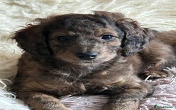 Cockapoo dogs for sale: Fb2 miniature cockapoo - Advert 23