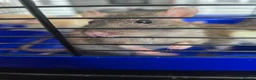 Rat rodents for sale: 4 girl rat for sale - Advert 6