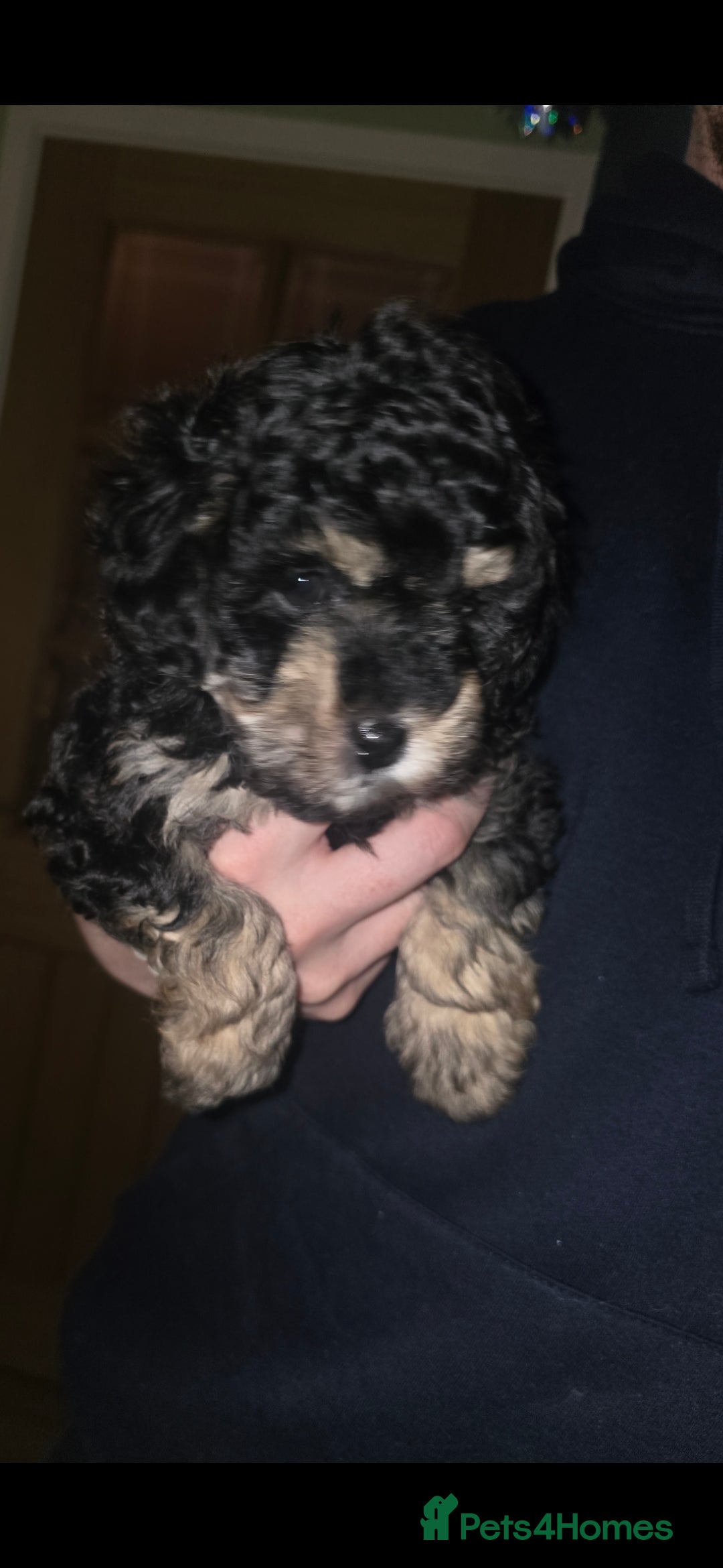 Cockapoo dogs for sale: Gorgeous cockerpoo puppies - Advert 13