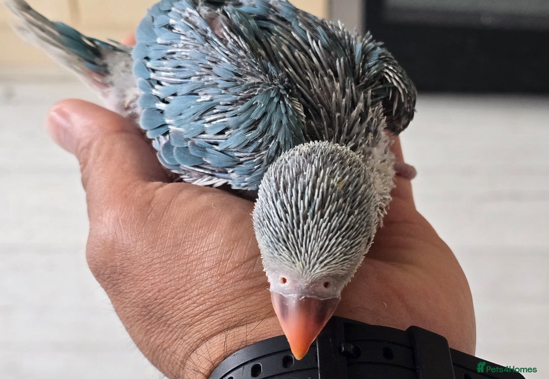 Ringnecks birds for sale: Handrear ringneck. White head,white tail. - Image 1