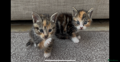 Mixed Breed cats - Advert 13