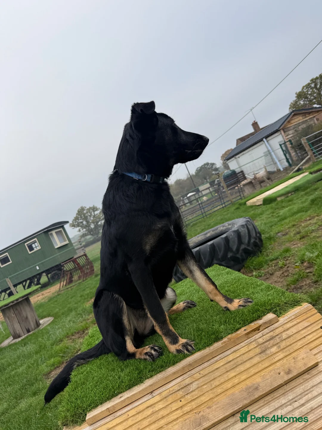 German Shepherd dogs for sale: Absolutely gorgeous inside and out in Swindon - Advert 2