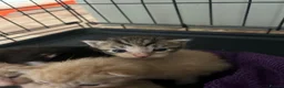 Mixed Breed cats for sale: Kitten 1 - Advert 4