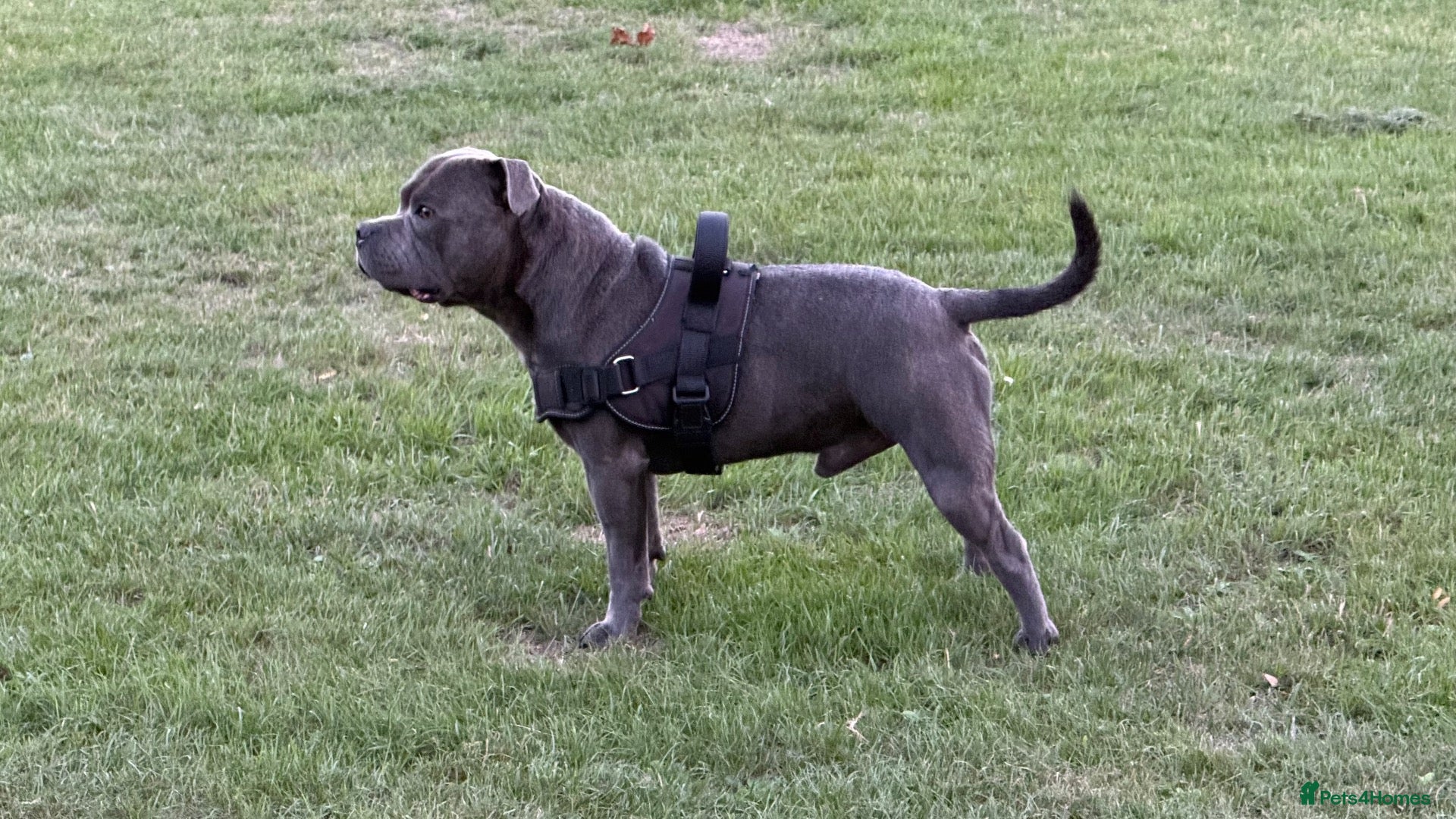 Staffordshire Bull Terrier dogs for stud: Staffordshire bull terrier  - Advert 2