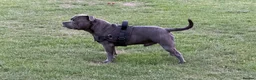 Staffordshire Bull Terrier dogs for stud: Staffordshire bull terrier  in Dartford - Advert 1