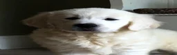 Golden Retriever dogs for sale: Lovely chunky cream puppies  - Advert 4