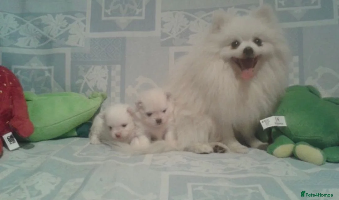Pomeranian dogs for sale: Beautiful white cream Pomeranian puppies - Advert 2