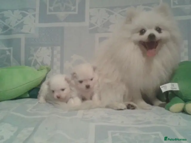 Pomeranian dogs Beautiful white cream Pomeranian puppies - Advert 2