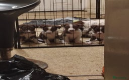 Welsh Collie dogs for sale: Tri colour Welsh collies  - Image 1