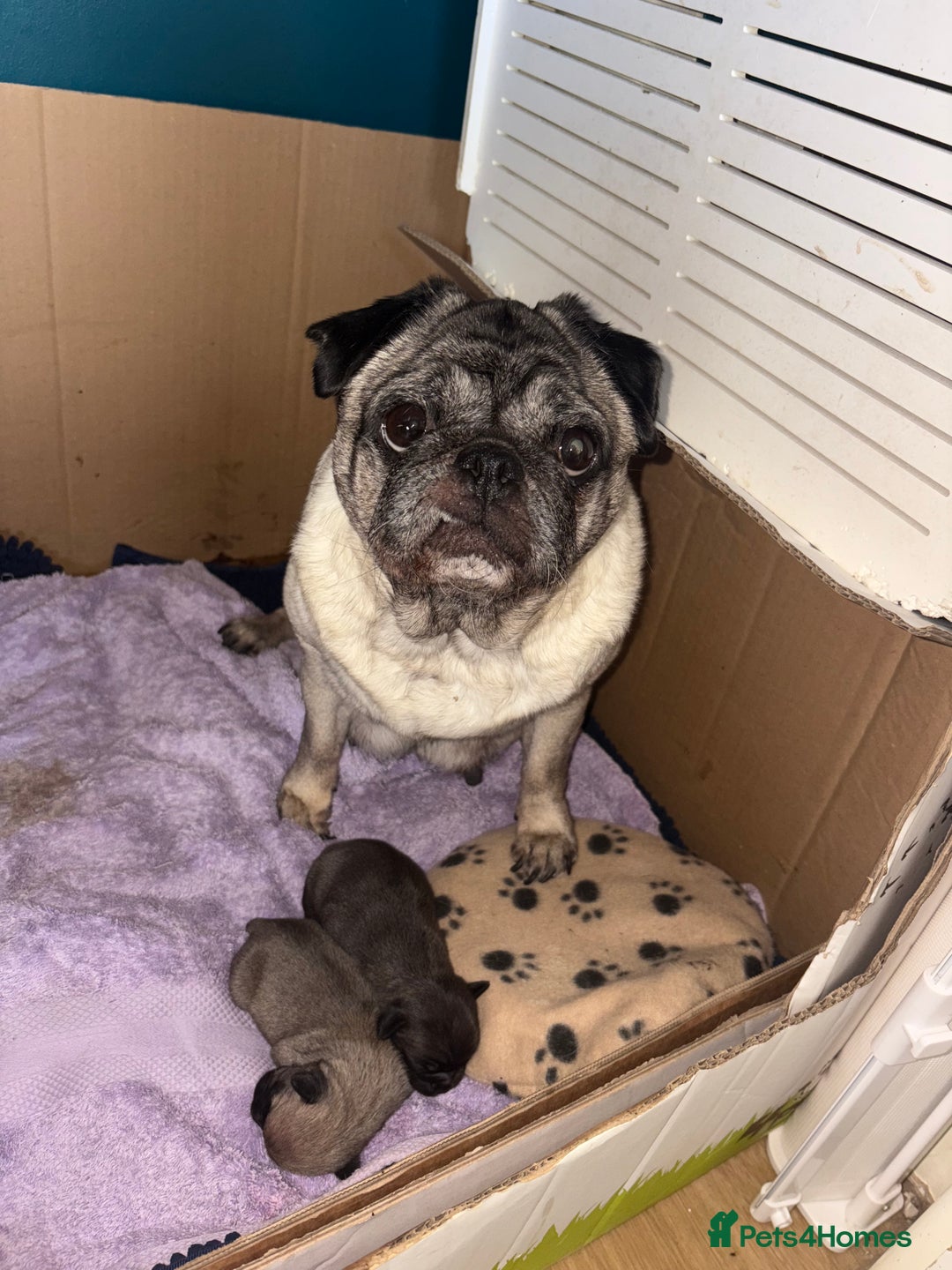 Pug dogs for sale: 2 beautiful babies - Image 6