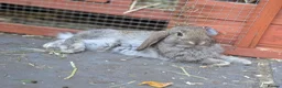 Mini Lop rabbits for sale: *Last one available* Mini Lops - Advert 4