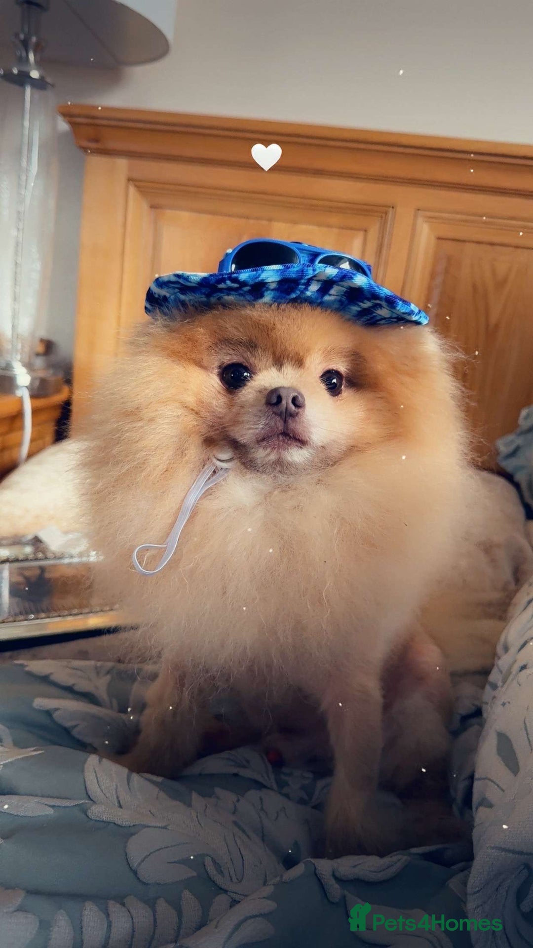Pomeranian dogs for sale: Pomeranian puppy’s  - Image 11