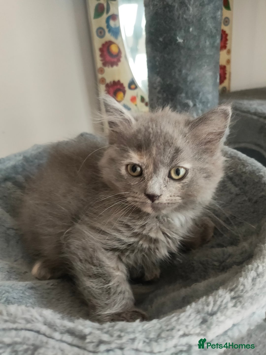Ragdoll cats for sale: Beautifully half ragdoll kittens  - Image 3