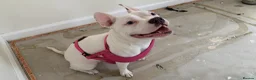 Mixed Breed dogs for sale: Pocket cross staffy in Cannock - Advert 1
