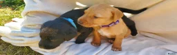 Springador dogs for sale: 6 beautiful springador Puppies fo4 sale - Advert 6