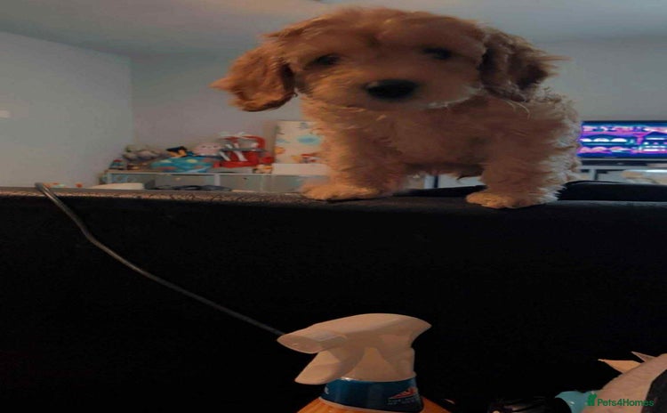 Cockapoo dogs - Advert 8