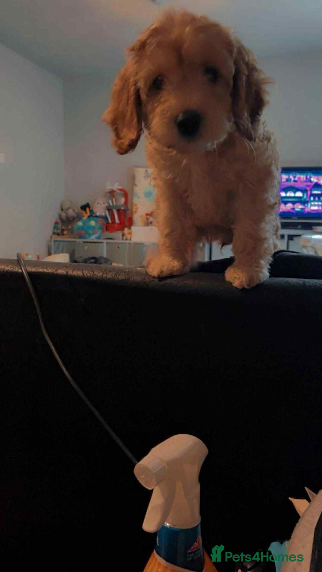 Cockapoo dogs for sale: Daisy - Image 1