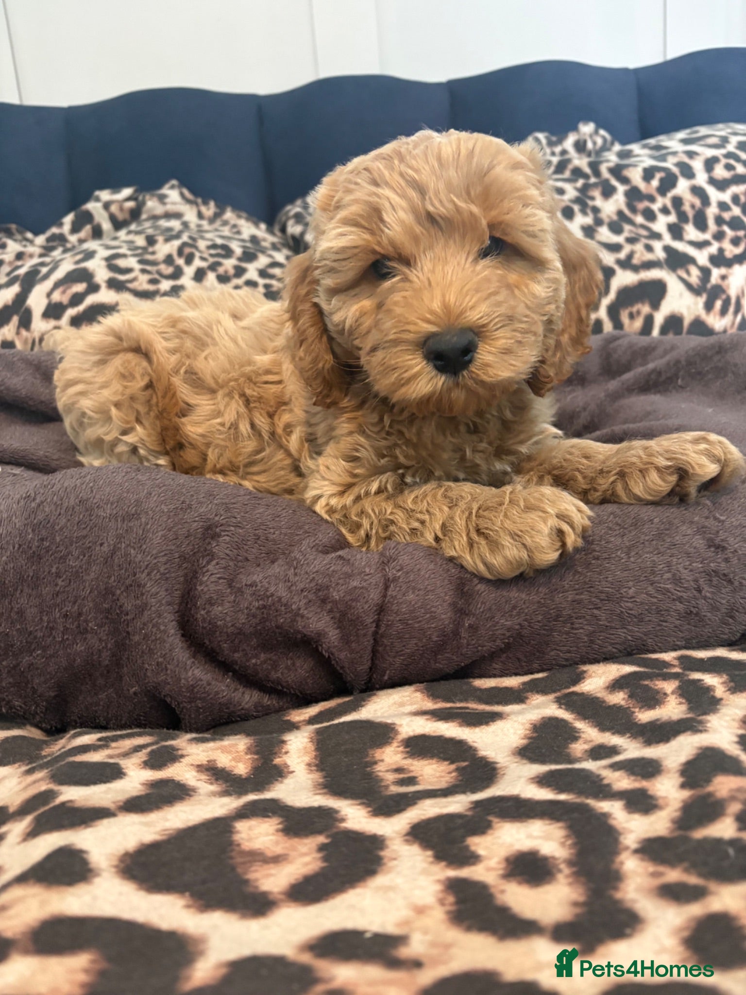 Cockapoo dogs F2B miniature Cockapoo puppies - Advert 11