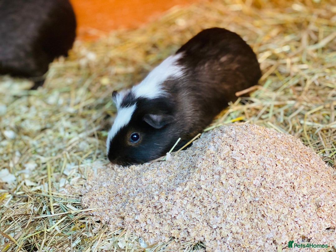 Guinea Pig rodents for sale: Father and son guinepig pair chocolate  - Advert 4