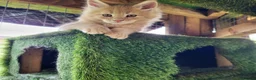 Maine Coon cats for sale:  Male Maine coon kittens for sale - Advert 10