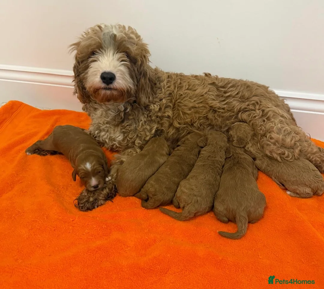 Cavapoo dogs for sale: Beautiful F1b Cavapoo's Health Tested Parents - Advert 2