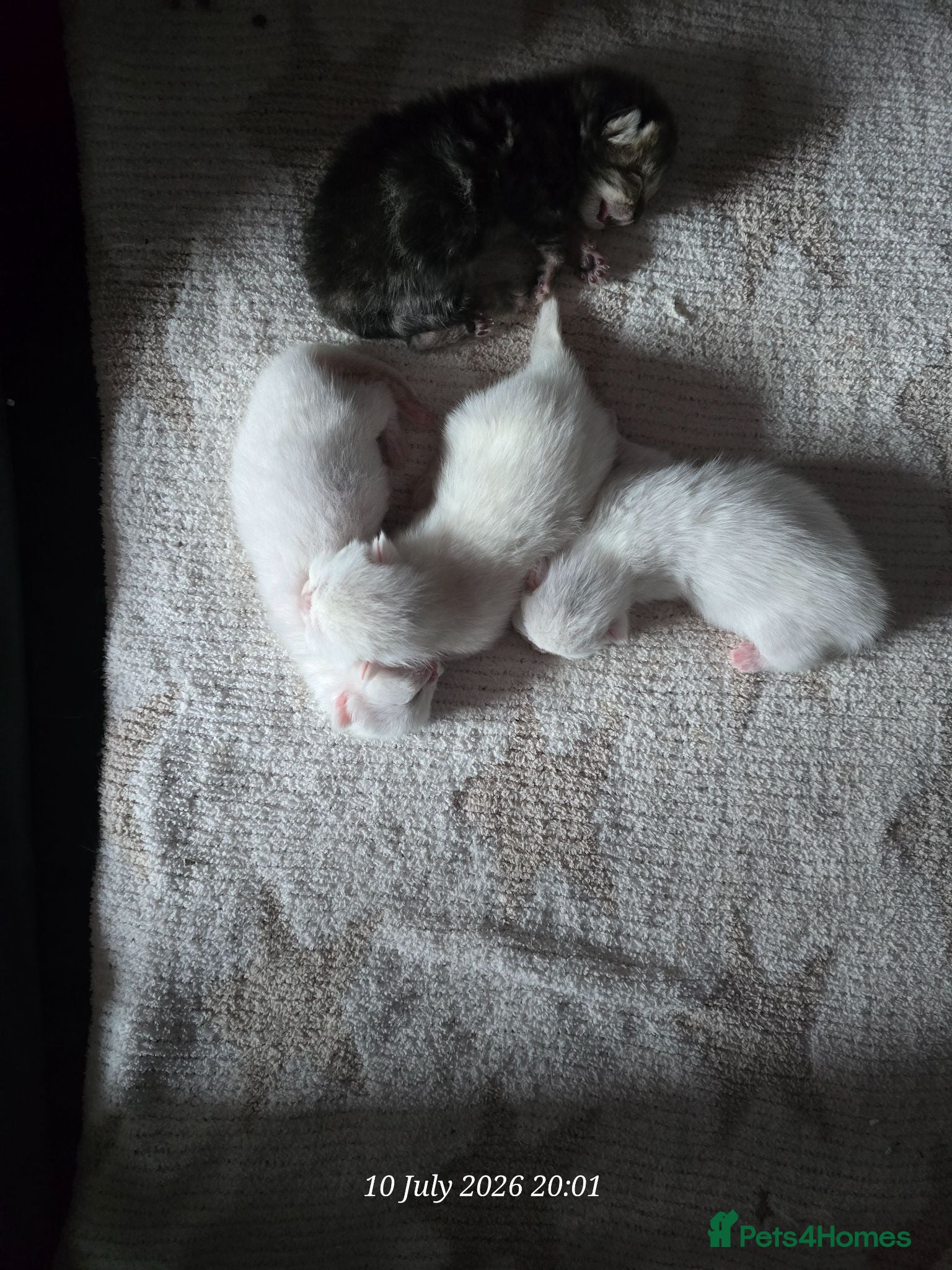 Exotic cats Persian/British Shorthaired cats - Advert 16