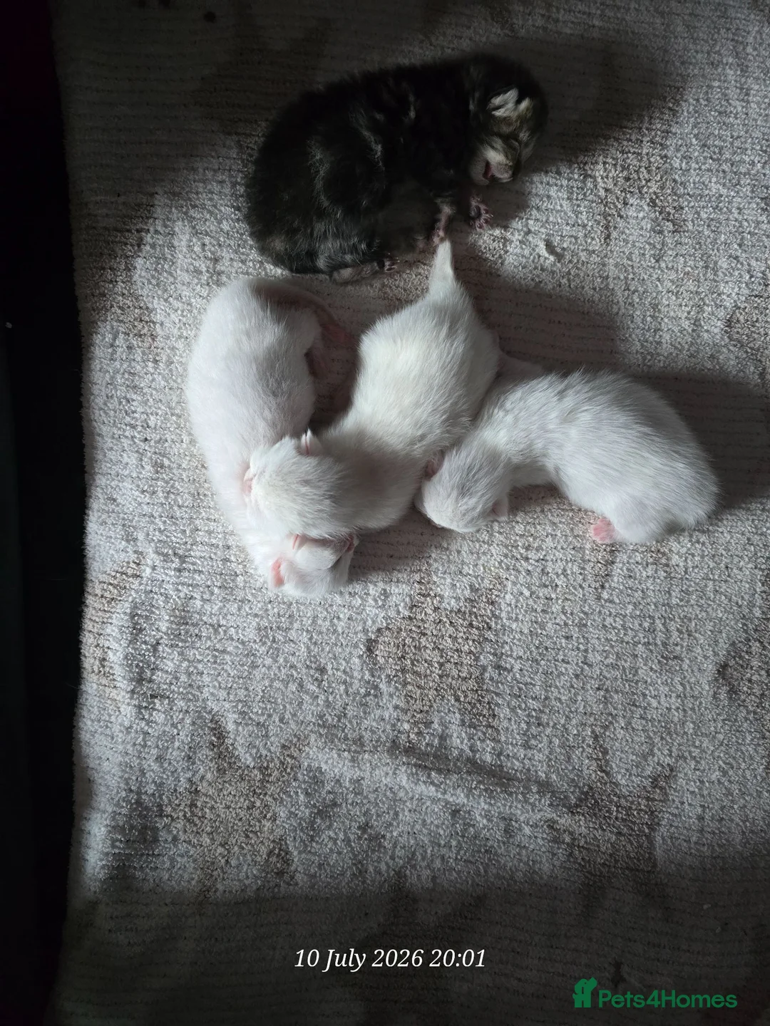 Exotic cats for sale: Persian/British Shorthaired cats - Advert 1